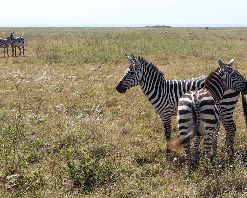 tourist destination in Nairobi