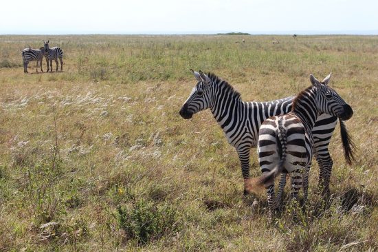 tourist destination in Nairobi